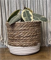 Live Rubber Plant with Pot