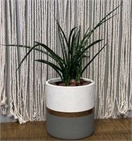 Live Snake Plant with Pot