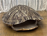 Turtle Shell