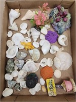 Assorted shells