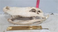 Large Alligator Skull