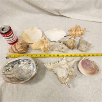 Group Of Large Seashells