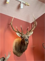 Elk Shoulder mount 5 by 6 taxidermy