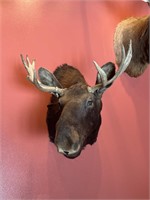 Moose Shoulder mount taxidermy