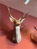 Mule deer shoulder mount taxidermy