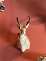 Antelope/pronghorn shoulder mount taxidermy