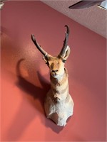 Antelope shoulder mount taxidermy