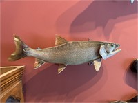Lake trout fish mount facing right