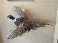 Lot of pheasant taxidermy (3)