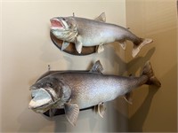 Lot of lake trout fish mounts on plaques (2)