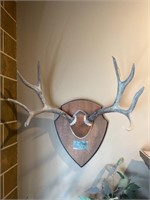 Mule deer 4 by 4 antlers mounted on wooden plaque