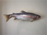 Rainbow trout fish mount