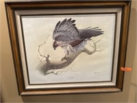 Large framed Red Tailed Hawk Print. 35 in Wide by