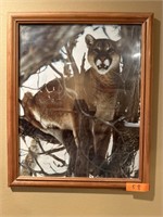 Framed photo of a mountain lion.