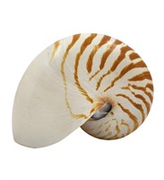 A Fine Natulius Shell