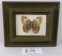 A Nicely Framed Moth, Exc cond 9.5”H x 10.5”W.