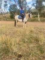 (VIC) TRINKET - GYPSY COB X MARE