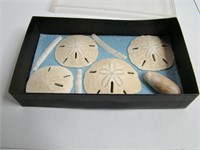 Sand Dollars