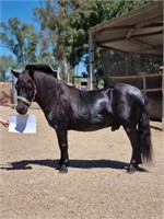 (NSW) LENTARA SHOWBOY - SHETLAND GELDING