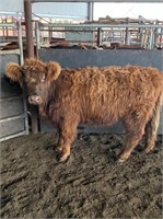 (VIC) HIGHLAND HEIFER