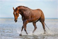 "One Hot Prophecy" 2011 QH Gelding Q-73105