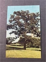 Vintage Iowa State Tree Postcard