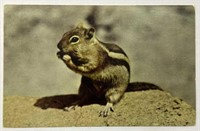 Vintage H.S Crocker Co. Squirrel RPPC!