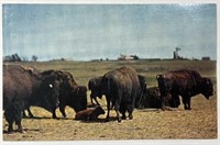 John. A. Stryker RPPC Buffalo Herd in the West!