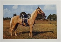 Vintage RPPC Postcard Scenic Art Palomino Pony!
