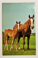 Vintage RPPC Postcard Mainzer Inc. Mare With Foal!