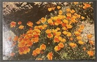 Vintage California Poppies RPPC Postcard