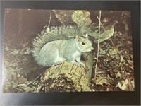 Vintage State Animal of Kentucky Picture Postcard