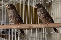 Pair-African Red Headed Finch- Young