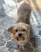 Female-Shihtzu x Yorkie-Intact, 2 years, 15lb