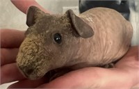 Male-Skinny Pig Baby-Born Feb 15-Very tame!