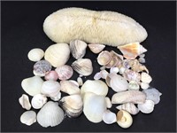 White Slipper Coral Specimen w/ Misc. Shells