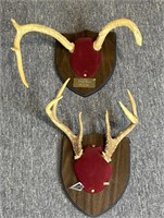 (2) Sets of Mounted Deer Antlers (one set is