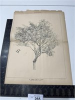 Vintage ARTWORK ARCHITECT, AUG 1876 a lemon tree