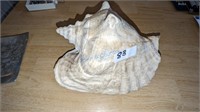 Conch Shell of the Sea