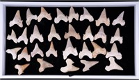 Fossil Shark Teeth Cretolamna Aschersoni (29)