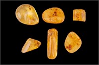 Fossil Amber with Insects (7 Pieces)