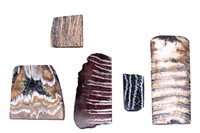 Wooly Mammoth Fossil Tooth Slabs (5)