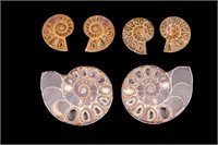 Ammonite Fossil Halves (6)