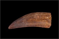 African Carcharodontosaurus T-Rex Tooth