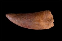African T-Rex Carcharodontosaurus Tooth