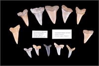 Fossil Shark Teeth (12)