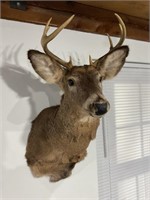 Shoulder Mount 8 Point Whitetail Buck