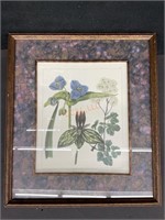 Vintage Edward’s Botanicals Framed Print