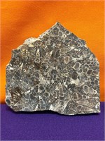 Turritella Agate Fossil Slab