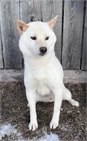 Female-Shiba Inu-Intact, 7/9/2021